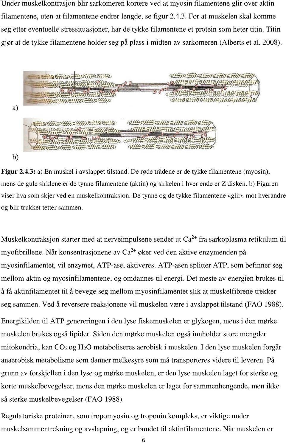 Titin gjør at de tykke filamentene holder seg på plass i midten av sarkomeren (Alberts et al. 2008). a) b) Figur 2.4.3: a) En muskel i avslappet tilstand.