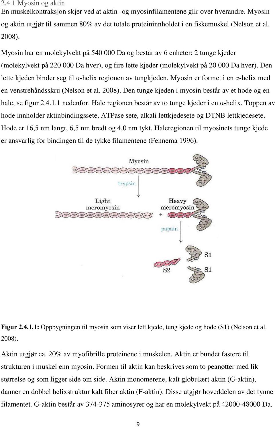 Myosin har en molekylvekt på 540 000 Da og består av 6 enheter: 2 tunge kjeder (molekylvekt på 220 000 Da hver), og fire lette kjeder (molekylvekt på 20 000 Da hver).