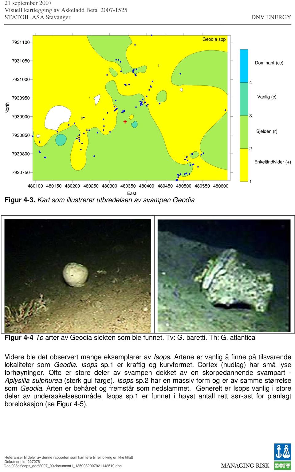 atlantica Videre ble det observert mange eksemplarer av Isops. Artene er vanlig å finne på tilsvarende lokaliteter som Geodia. Isops sp. er kraftig og kurvformet.