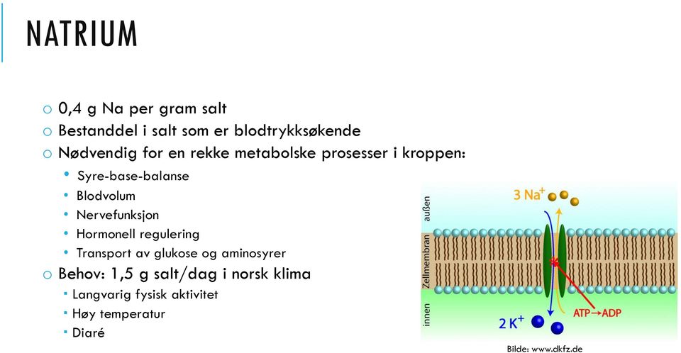 Nervefunksjon Hormonell regulering Transport av glukose og aminosyrer o Behov: 1,5