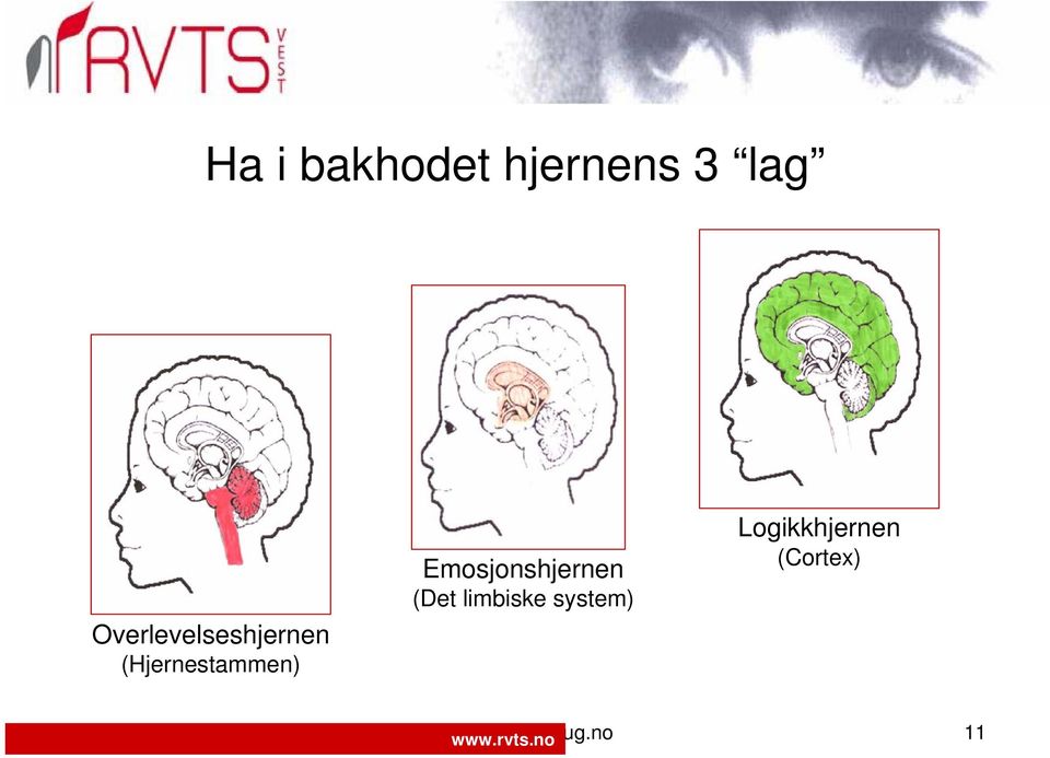 Emosjonshjernen (Det limbiske system)