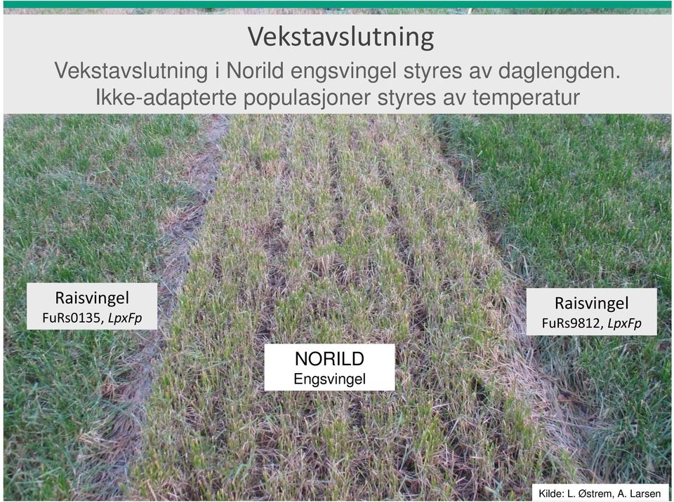 Ikke-adapterte populasjoner styres av temperatur Raisvingel