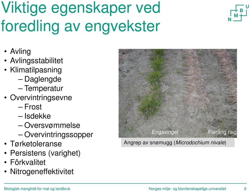 Persistens (varighet) Fôrkvalitet Nitrogeneffektivitet Engsvingel Flerårig raigras Angrep av