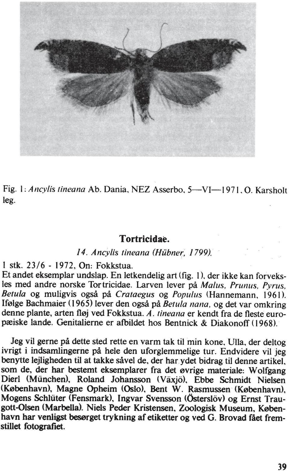 Ifolge Bachmaier (1965) lever den og& pi Betula nana, og det var omkring denne plante, arten fl0j ved Fokkstua. A. fineatla er kendt fra de fleste europ~iske lande.