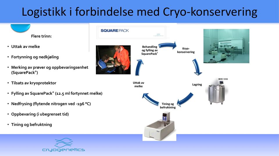 Kryokonservering Tilsats av kryoprotektor Fylling av SquarePack (12.