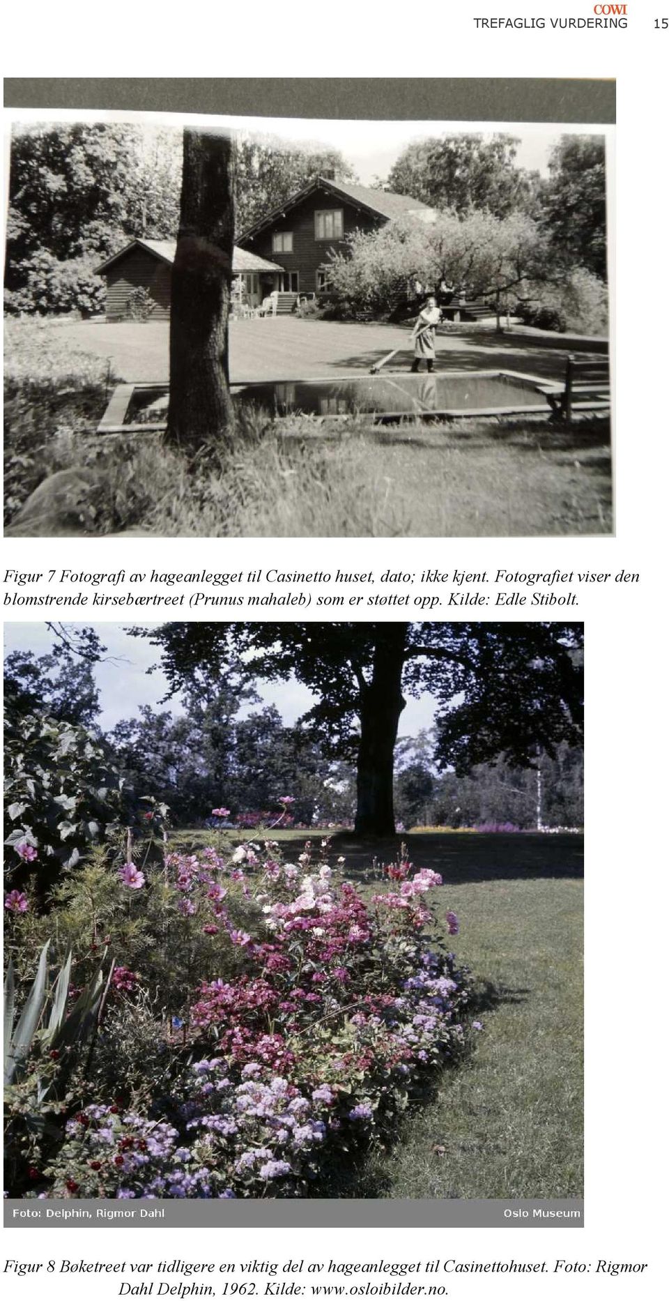 Fotografiet viser den blomstrende kirsebærtreet (Prunus mahaleb) som er støttet opp.