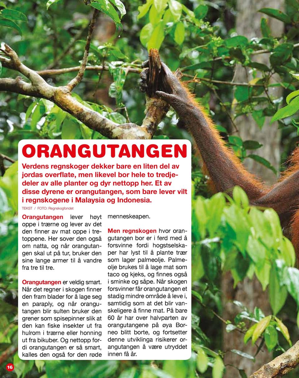 TEKST / FOTO: Regnskogfondet Orangutangen lever høyt oppe i trærne og lever av det den finner av mat oppe i tretoppene.
