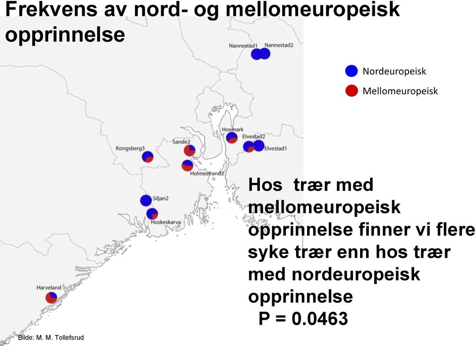 llomeuropeisk Bilde: M.