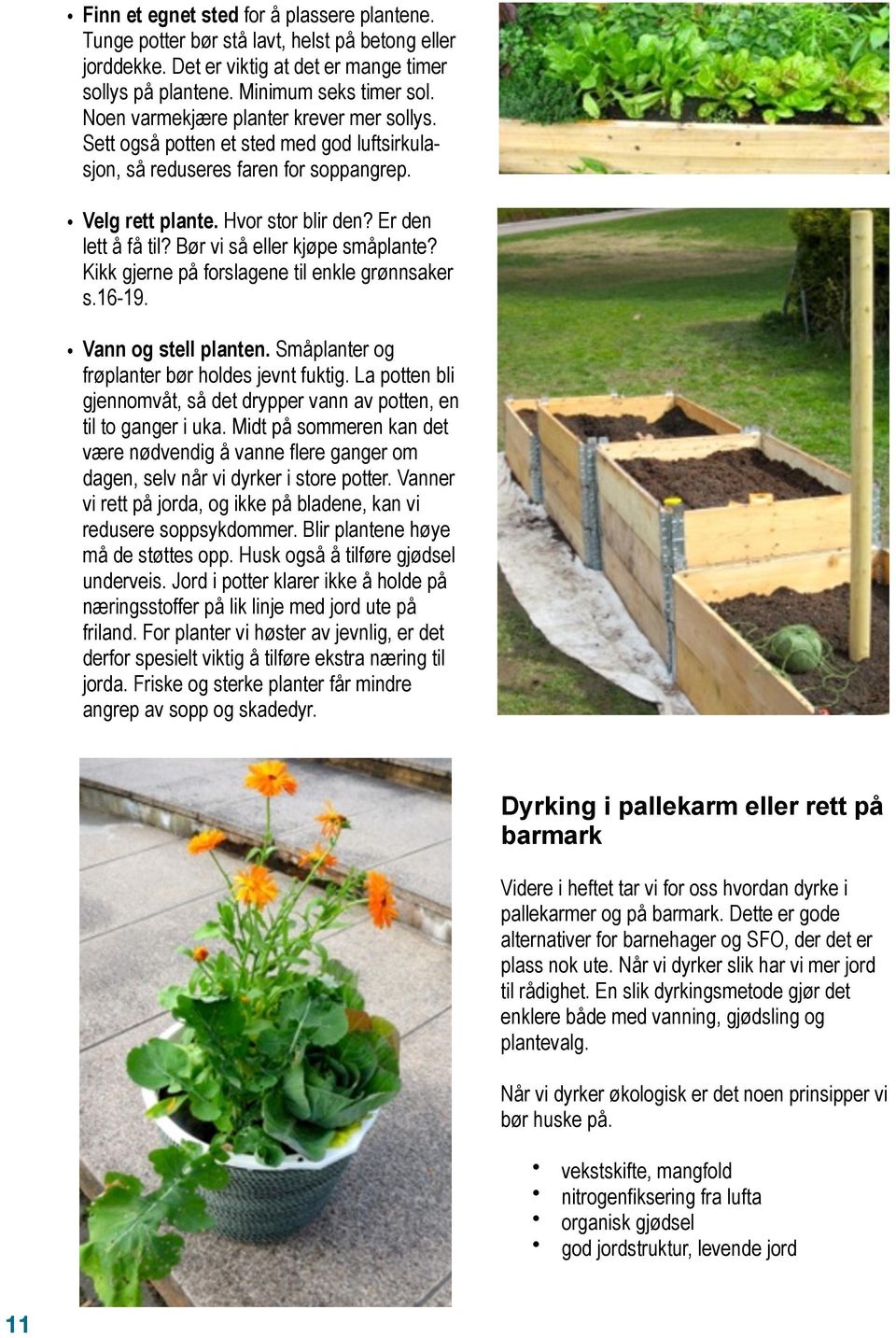 Bør vi så eller kjøpe småplante? Kikk gjerne på forslagene til enkle grønnsaker s.16-19. Vann og stell planten. Småplanter og frøplanter bør holdes jevnt fuktig.