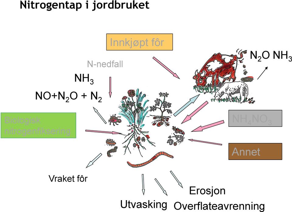 Biologisk nitrogenfiksering NH 4 NO 3