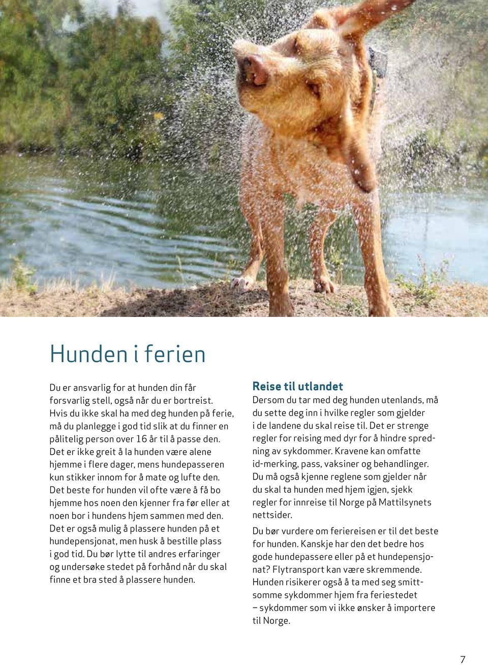 Det er ikke greit å la hunden være alene hjemme i flere dager, mens hundepasseren kun stikker innom for å mate og lufte den.