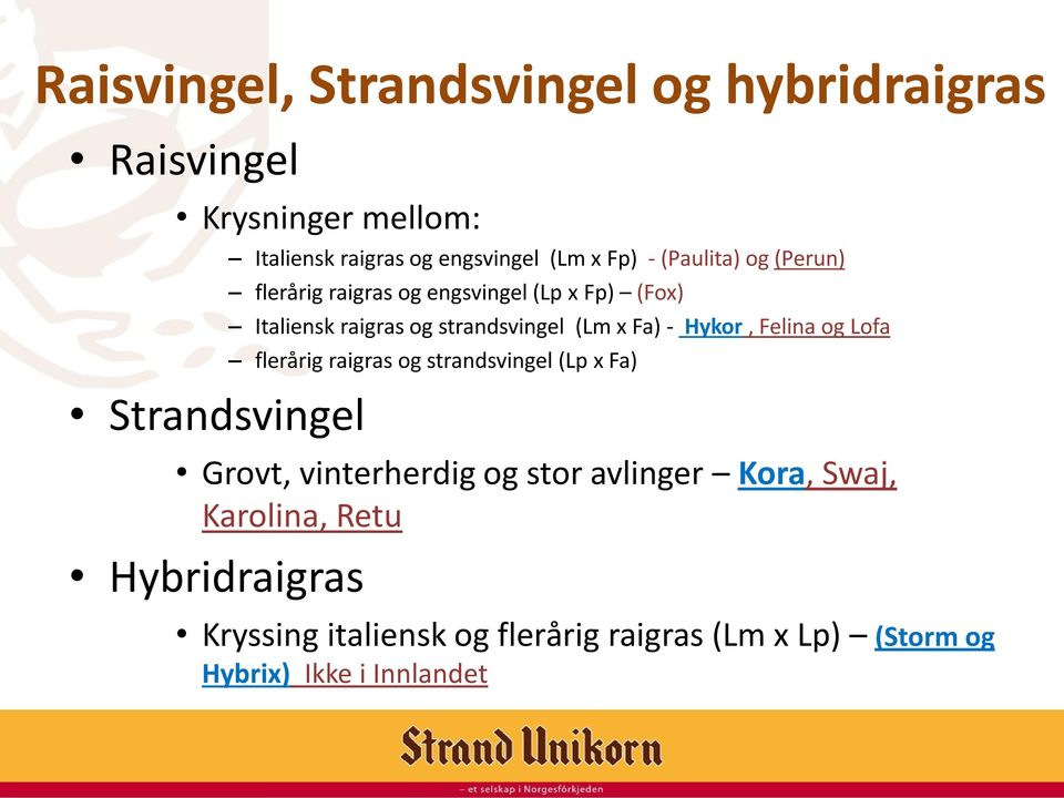 Hykor, Felina og Lofa flerårig raigras og strandsvingel (Lp x Fa) Strandsvingel Grovt, vinterherdig og stor avlinger