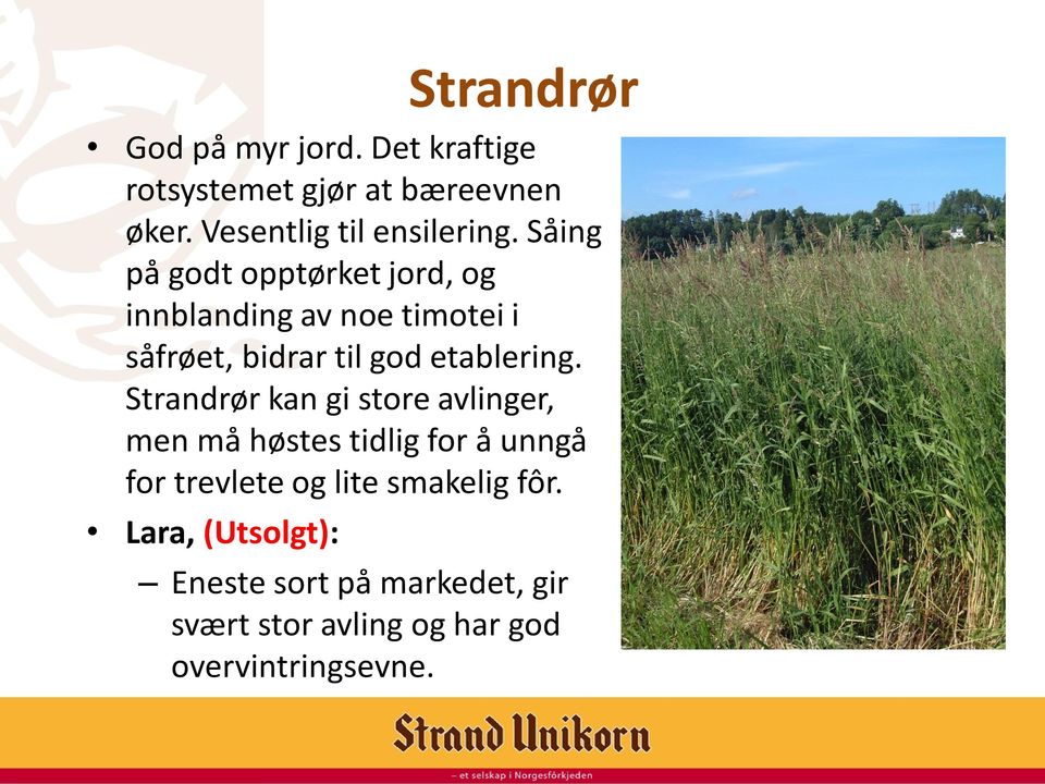 Såing på godt opptørket jord, og innblanding av noe timotei i såfrøet, bidrar til god etablering.