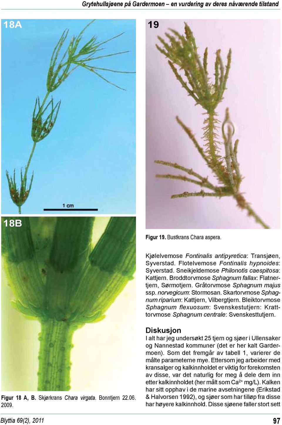 norvegicum: Stormosan. Skartorvmose Sphagnum riparium: Kattjern, Vilbergtjern. Bleiktorvmose Sphagnum flexuosum: Svenskestutjern: Kratttorvmose Sphagnum centrale: Svenskesttutjern. Figur 18 A, B.