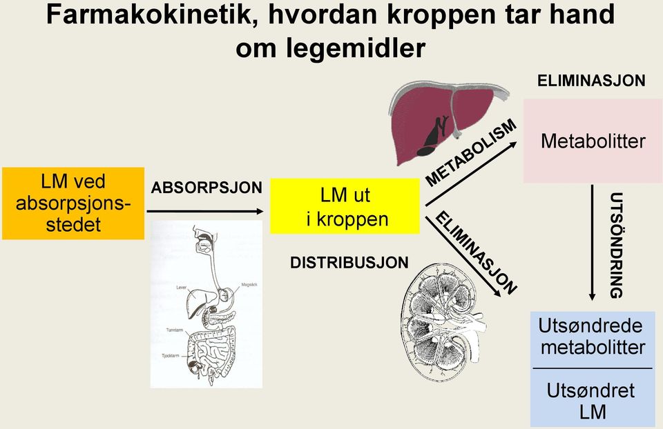 absorpsjonsstedet ABSORPSJON LM ut i kroppen