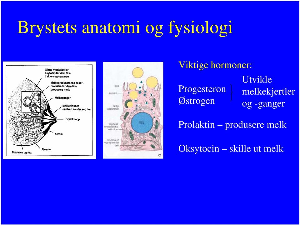 Utvikle melkekjertler og -ganger