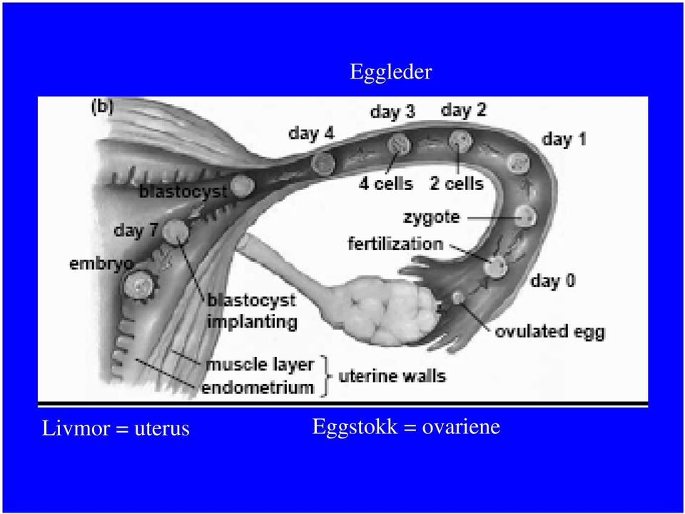 uterus