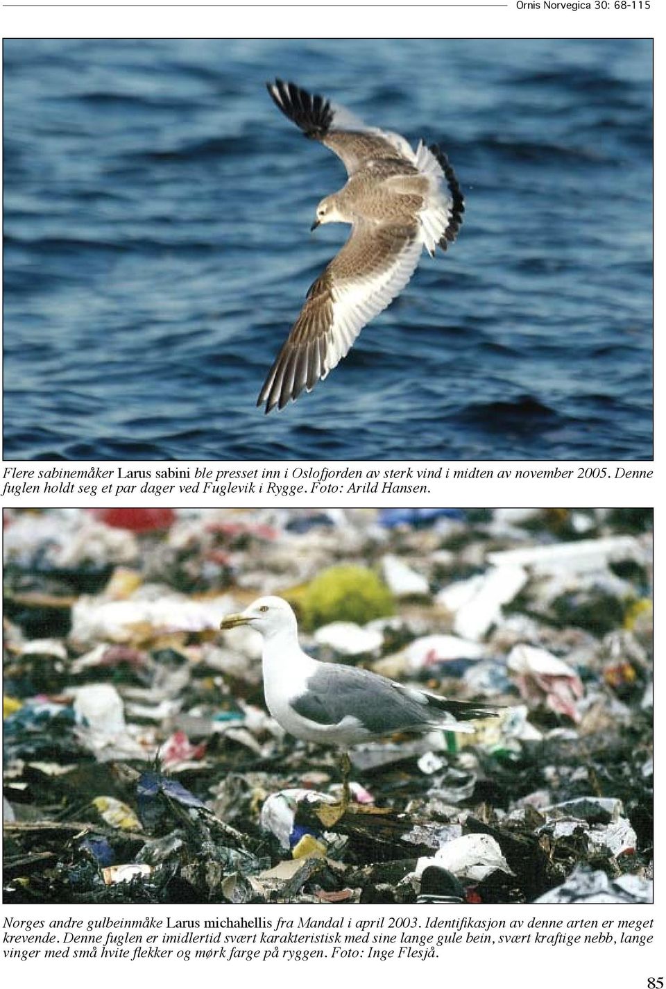 Norges andre gulbeinmåke Larus michahellis fra Mandal i april 2003. Identifikasjon av denne arten er meget krevende.