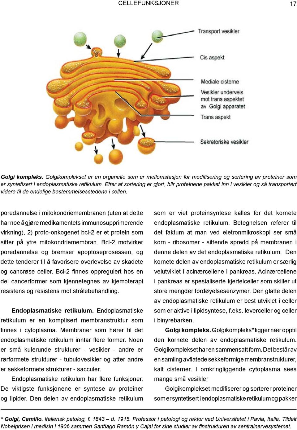 poredannelse i mitokondriemembranen (uten at dette har noe å gjøre medikamentets immunosupprimerende virkning), 2) proto-onkogenet bcl-2 er et protein som sitter på ytre mitokondriemembran.