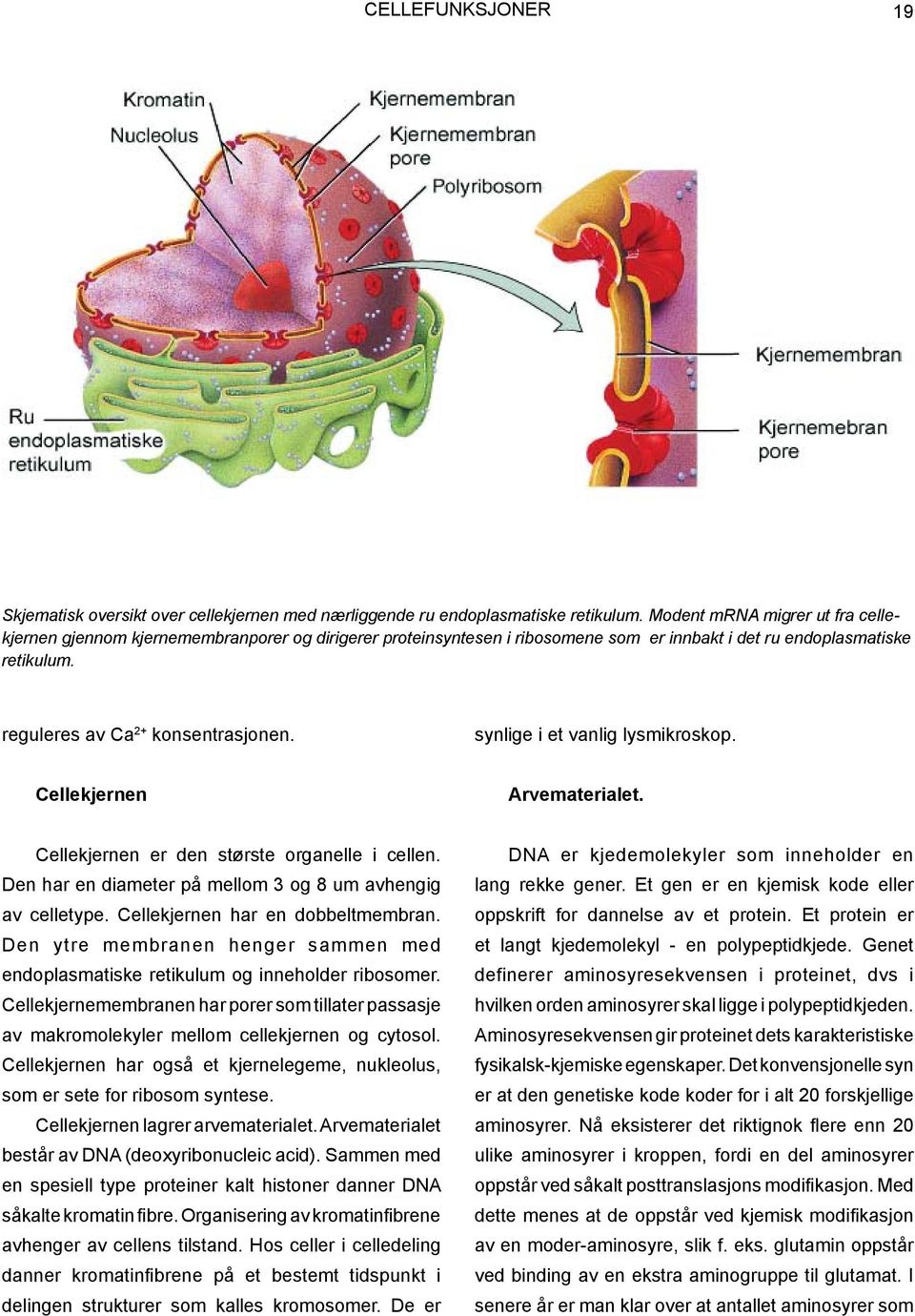 synlige i et vanlig lysmikroskop. Cellekjernen Arvematerialet. Cellekjernen er den største organelle i cellen. Den har en diameter på mellom 3 og 8 um avhengig av celletype.