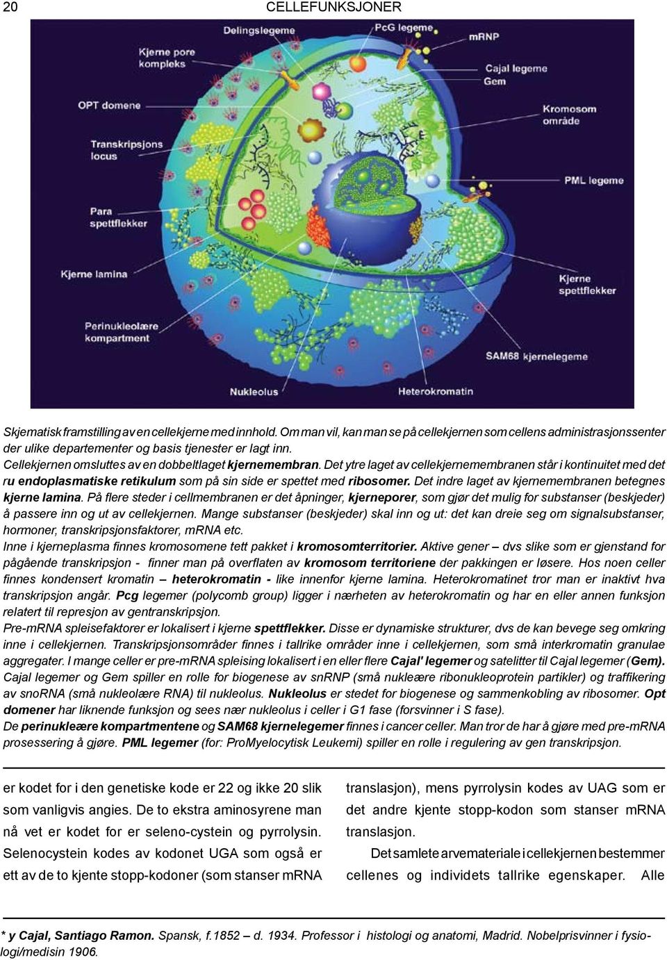 Det ytre laget av cellekjernemembranen står i kontinuitet med det ru endoplasmatiske retikulum som på sin side er spettet med ribosomer. Det indre laget av kjernemembranen betegnes kjerne lamina.