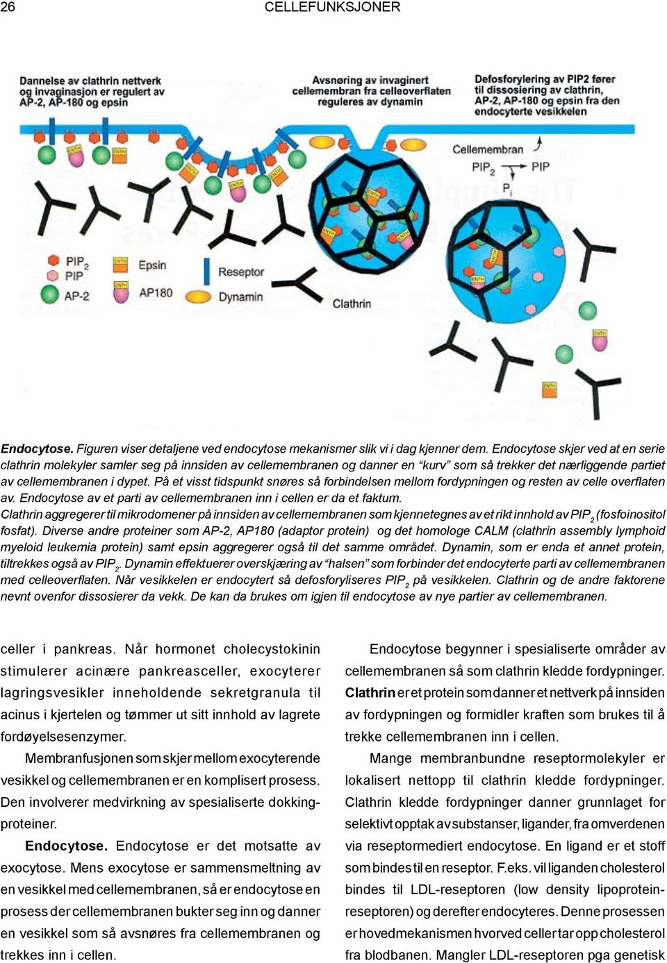 På et visst tidspunkt snøres så forbindelsen mellom fordypningen og resten av celle overflaten av. Endocytose av et parti av cellemembranen inn i cellen er da et faktum.