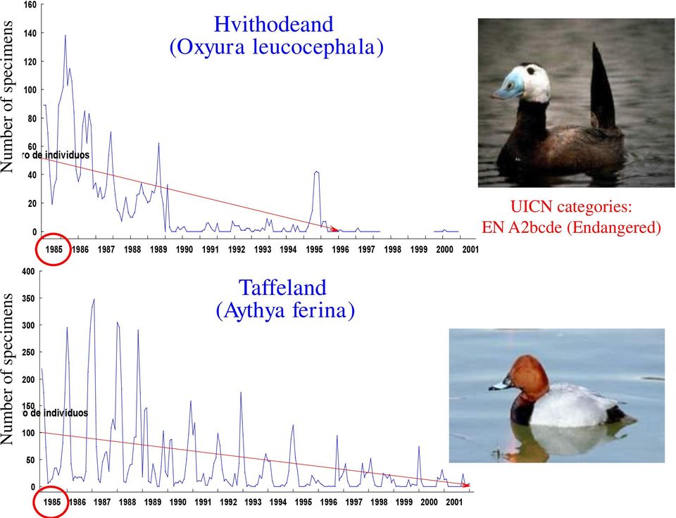 1998 1999 2000 2001 PorrÑn Taffeland comïn (Aythya ferina) UICN categories: EN A2bcde (Endangered) 250 200 150