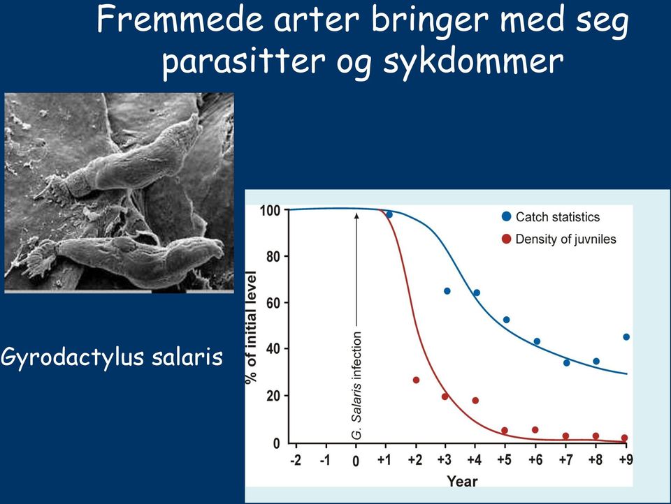 parasitter og