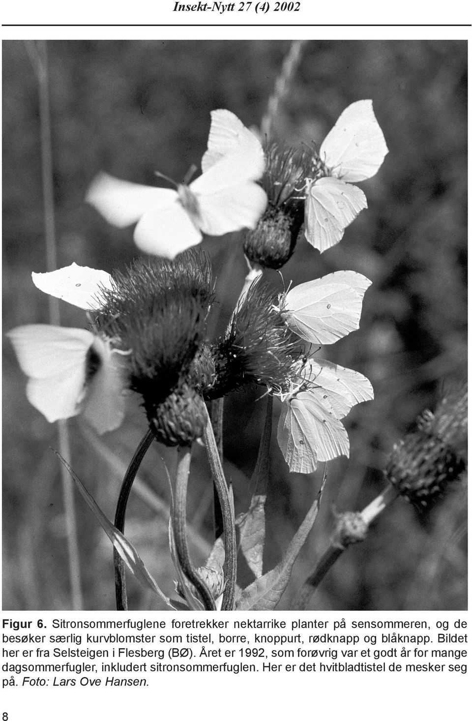 kurvblomster som tistel, borre, knoppurt, rødknapp og blåknapp.