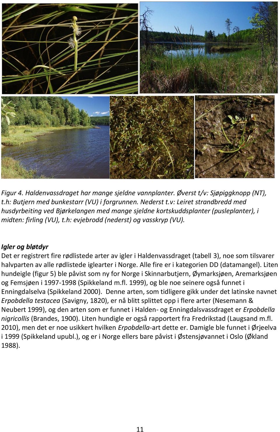 Igler og bløtdyr Det er registrert fire rødlistede arter av igler i Haldenvassdraget (tabell 3), noe som tilsvarer halvparten av alle rødlistede iglearter i Norge.
