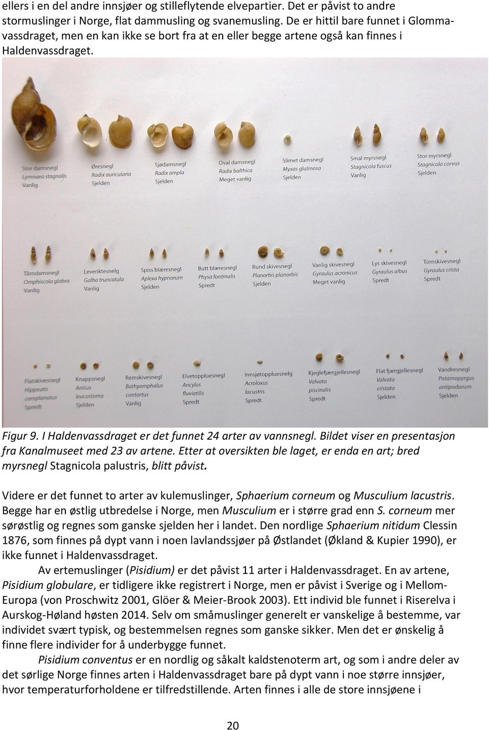 Bildet viser en presentasjon fra Kanalmuseet med 23 av artene. Etter at oversikten ble laget, er enda en art; bred myrsnegl Stagnicola palustris, blitt påvist.