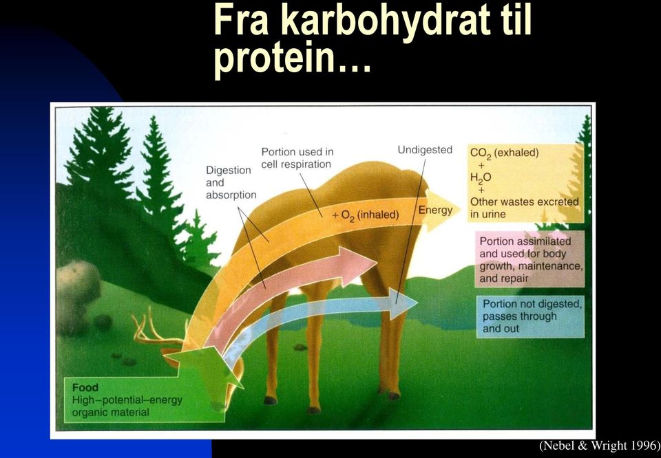 til protein