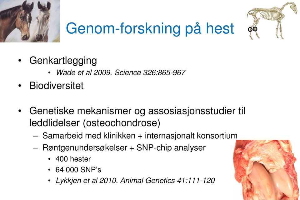 leddlidelser (osteochondrose) Samarbeid med klinikken + internasjonalt konsortium