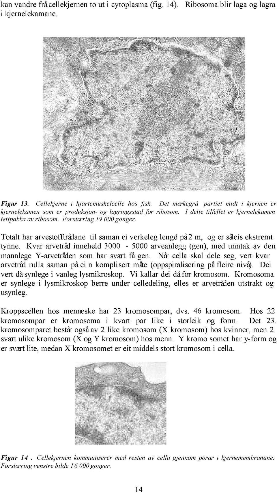 Totalt har arvestofftrådane til saman ei verkeleg lengd på 2 m, og er såleis ekstremt tynne.