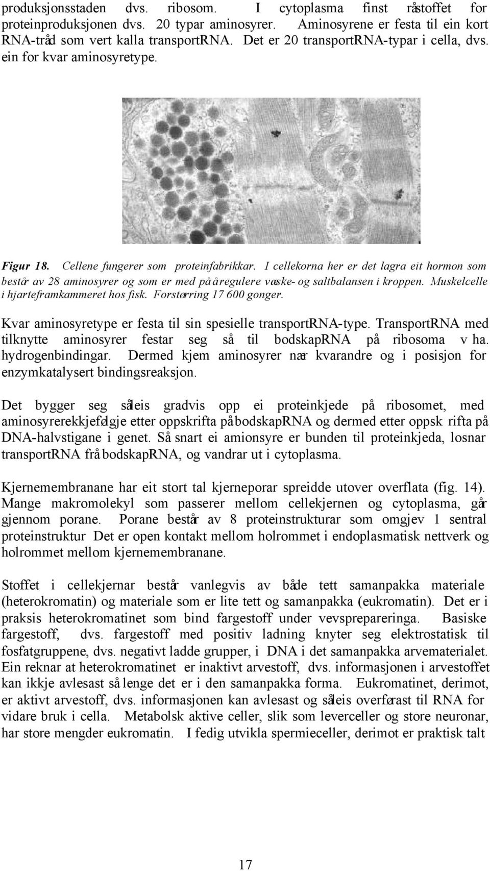 I cellekorna her er det lagra eit hormon som består av 28 aminosyrer og som er med på å regulere væske- og saltbalansen i kroppen. Muskelcelle i hjarteframkammeret hos fisk. Forstørring 17 600 gonger.