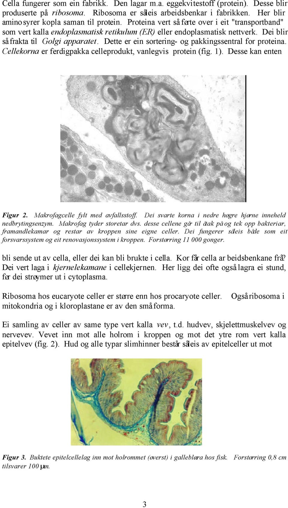 Dette er ein sortering- og pakkingssentral for proteina. Cellekorna er ferdigpakka celleprodukt, vanlegvis protein (fig. 1). Desse kan enten Figur 2. Makrofagcelle fylt med avfallsstoff.