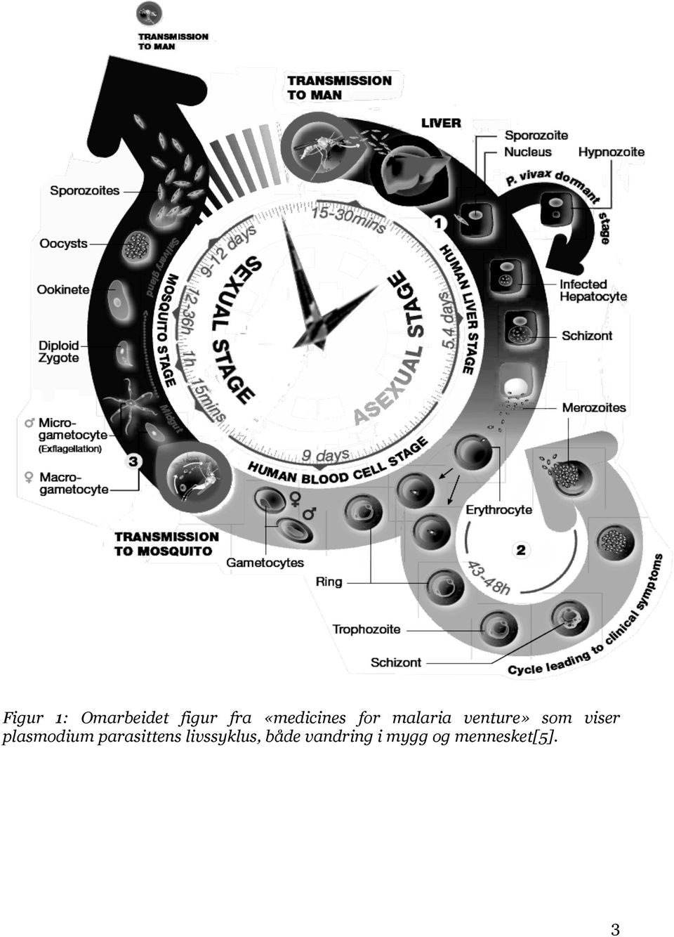 viser plasmodium parasittens