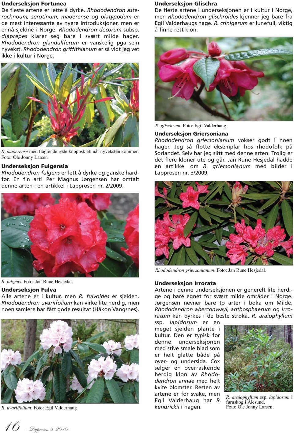 Rhododendron griffithianum er så vidt jeg vet ikke i kultur i Norge.