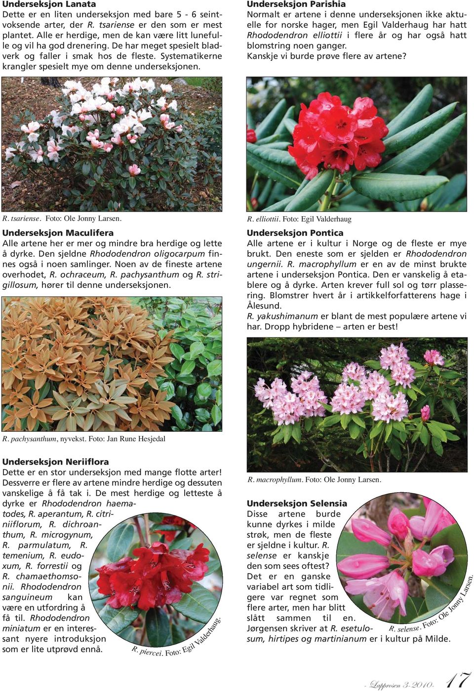 Underseksjon Parishia Normalt er artene i denne underseksjonen ikke aktuelle for norske hager, men Egil Valderhaug har hatt Rhododendron elliottii i flere år og har også hatt blomstring noen ganger.