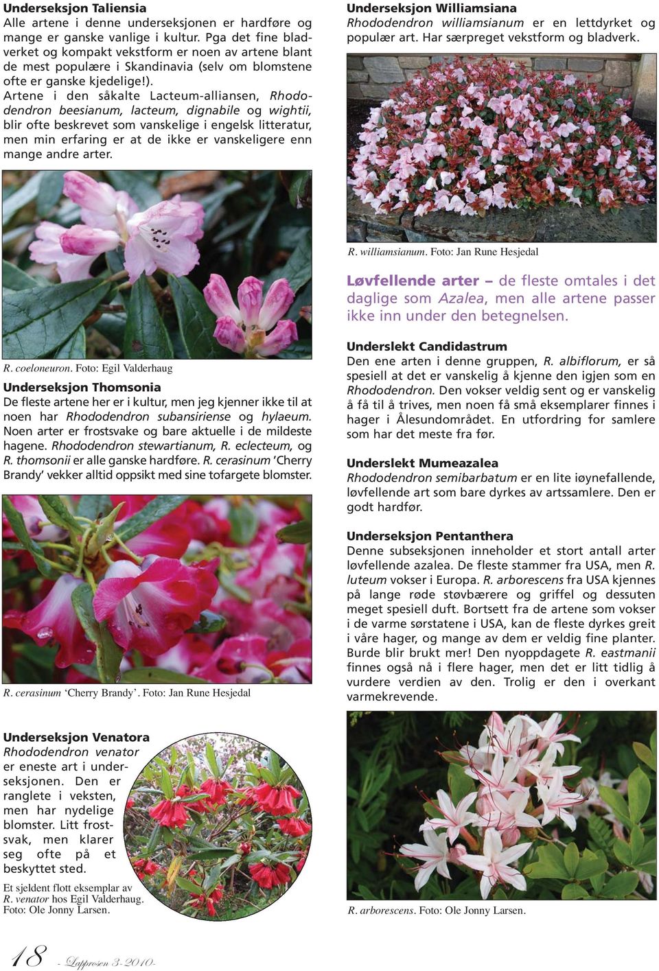 Artene i den såkalte Lacteum-alliansen, Rhododendron beesianum, lacteum, dignabile og wightii, blir ofte beskrevet som vanskelige i engelsk litteratur, men min erfaring er at de ikke er vanskeligere