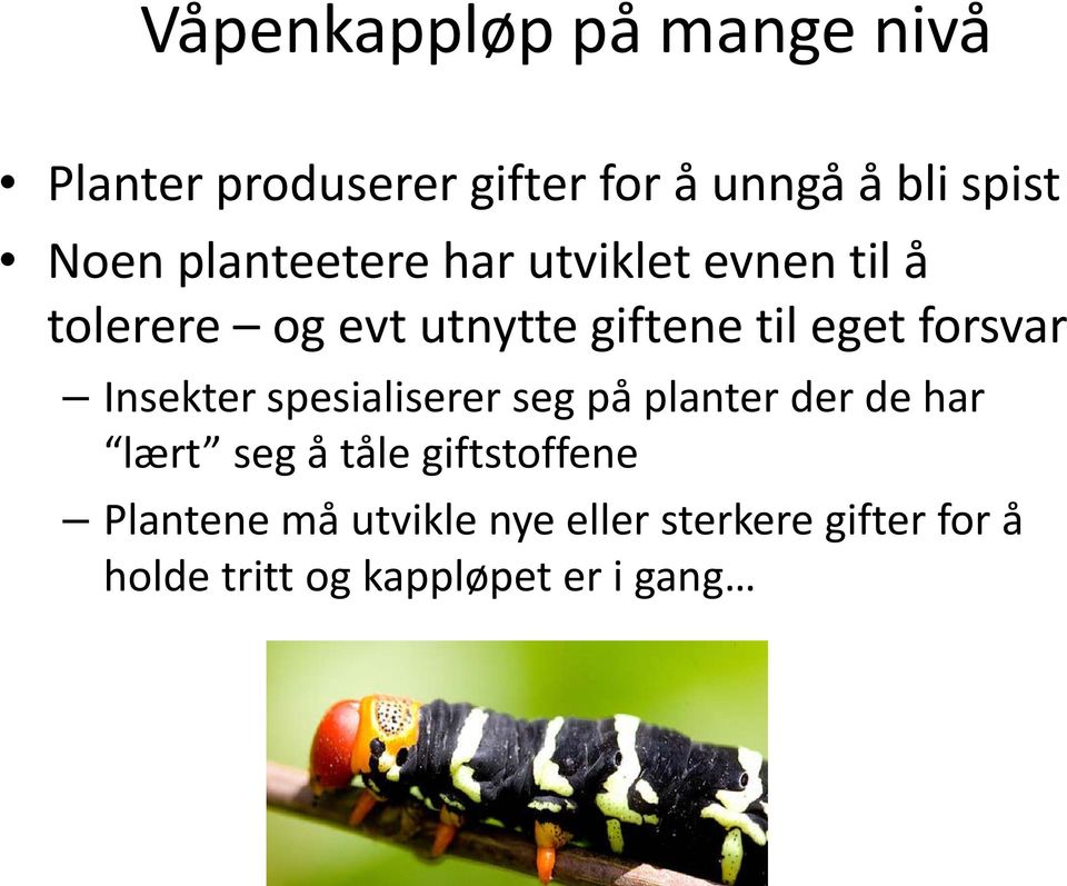 forsvar Insekter spesialiserer seg på planter der de har lært seg å tåle