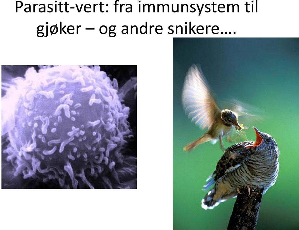 immunsystem