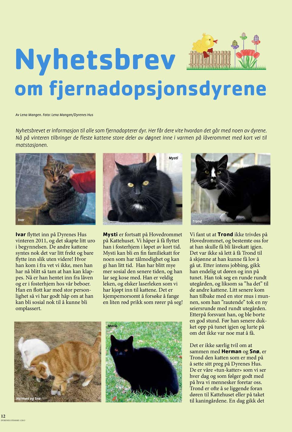 Mysti Ivar Trond Ivar flyttet inn på Dyrenes Hus vinteren 2011, og det skapte litt uro i begynnelsen. De andre kattene syntes nok det var litt frekt og bare flytte inn slik uten videre!