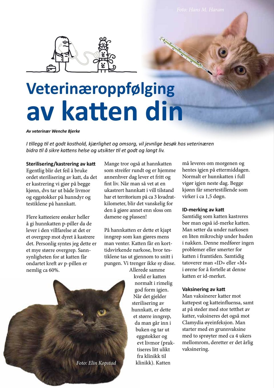 veterinæren bidra I tillegg til å sikre et godt kattens kosthold, helse kjærlighet og utsikter og til omsorg, et godt vil og jevnlige langt liv.