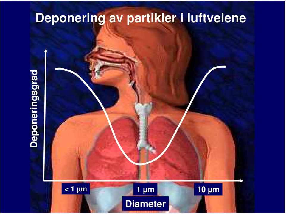 luftveiene