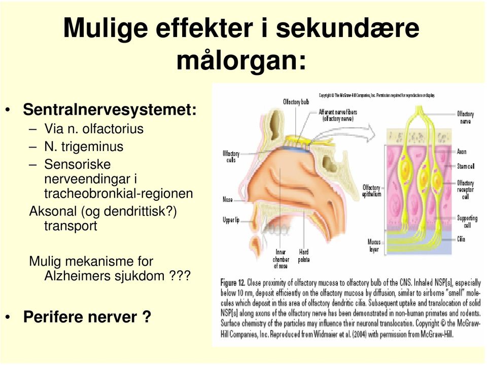 trigeminus Sensoriske nerveendingar i