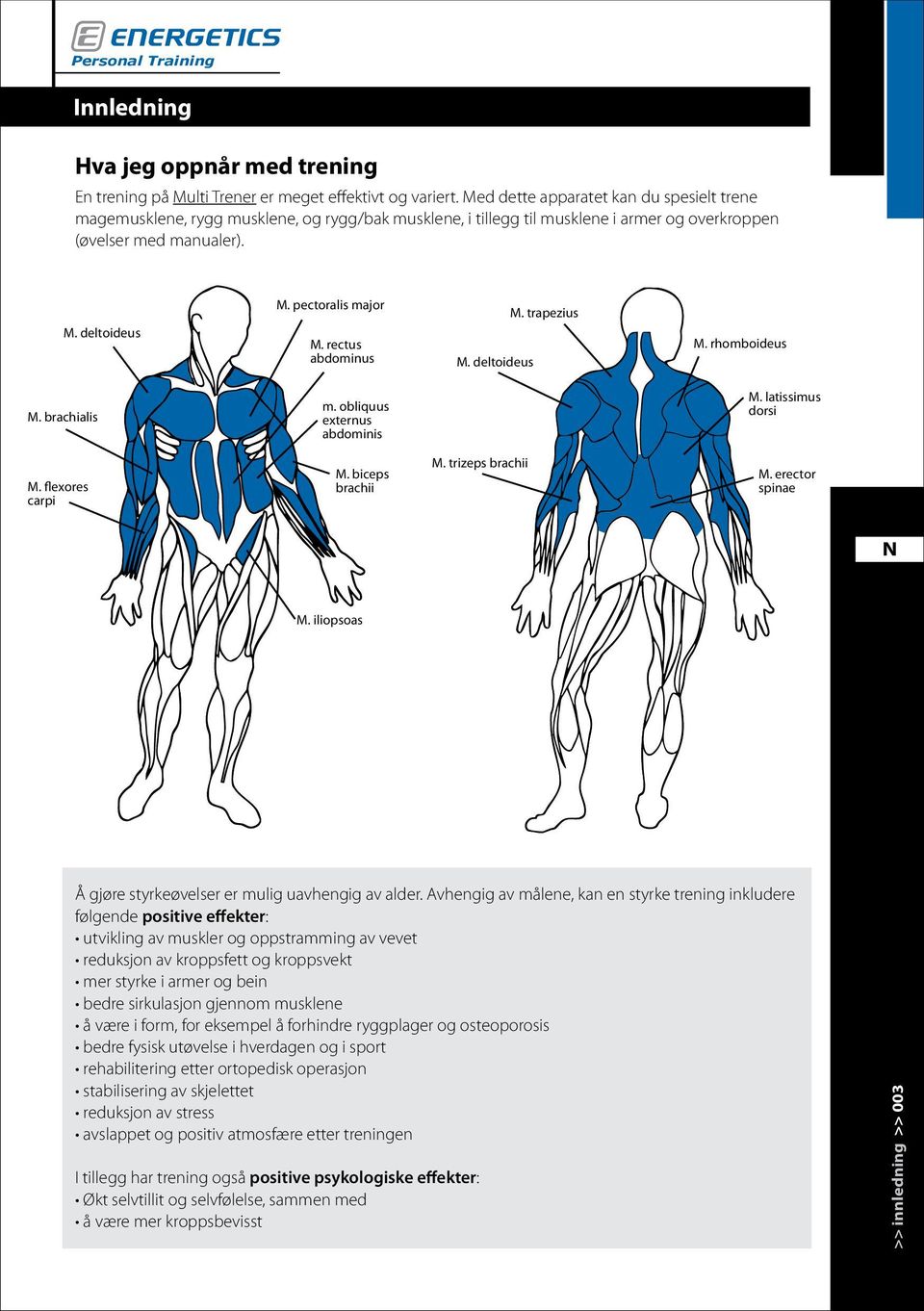 rectus abdominus M. deltoideus M. trapezius M. rhomboideus M. brachialis m. obliquus externus abdominis M. latissimus dorsi M. flexores carpi M. biceps brachii M. trizeps brachii M. erector spinae M.