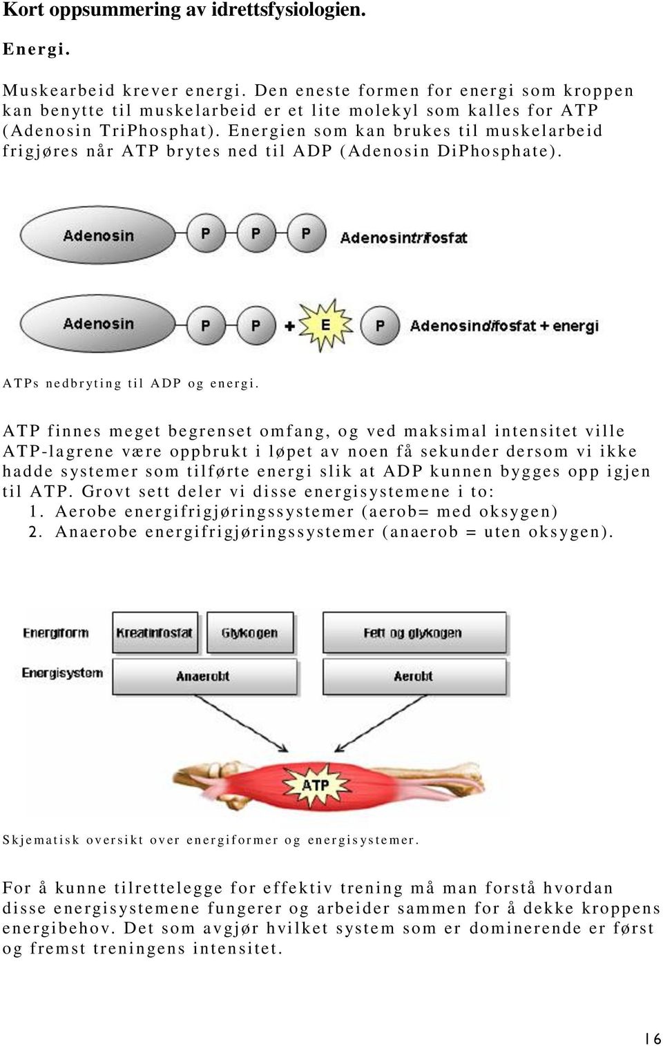 Energien som kan brukes til muskelarbeid frigjøres når ATP br ytes ned til ADP ( Adenosin DiPho sphate). A T P s n e d b r yt i n g t i l A D P o g e n e r g i.