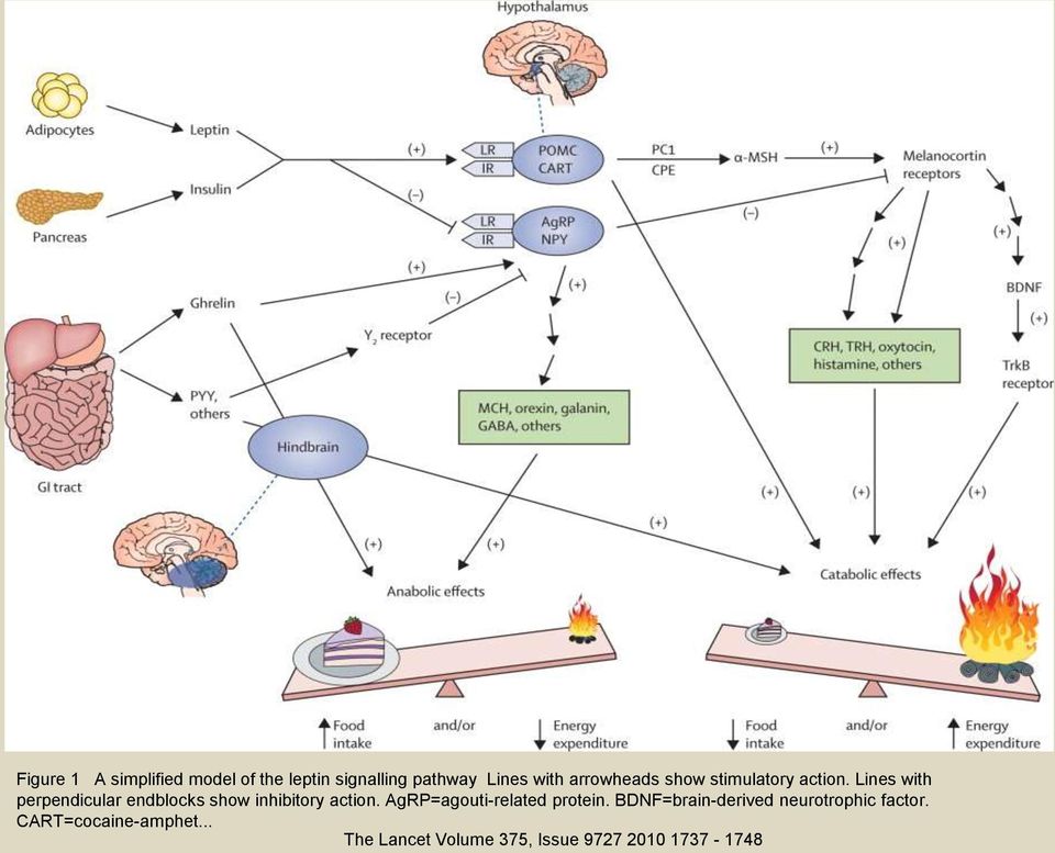 Lines with perpendicular endblocks show inhibitory action.