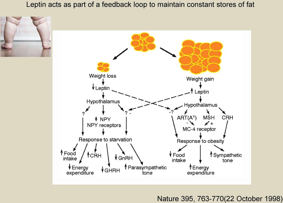 constant stores of fat